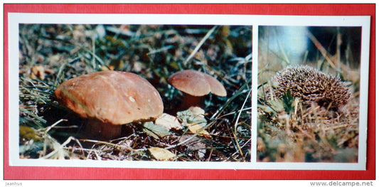 boletus - mushrooms - hedgehog - Tsentralno-Lesnoy Nature Reserve - 1979 - USSR Russia - unused - JH Postcards