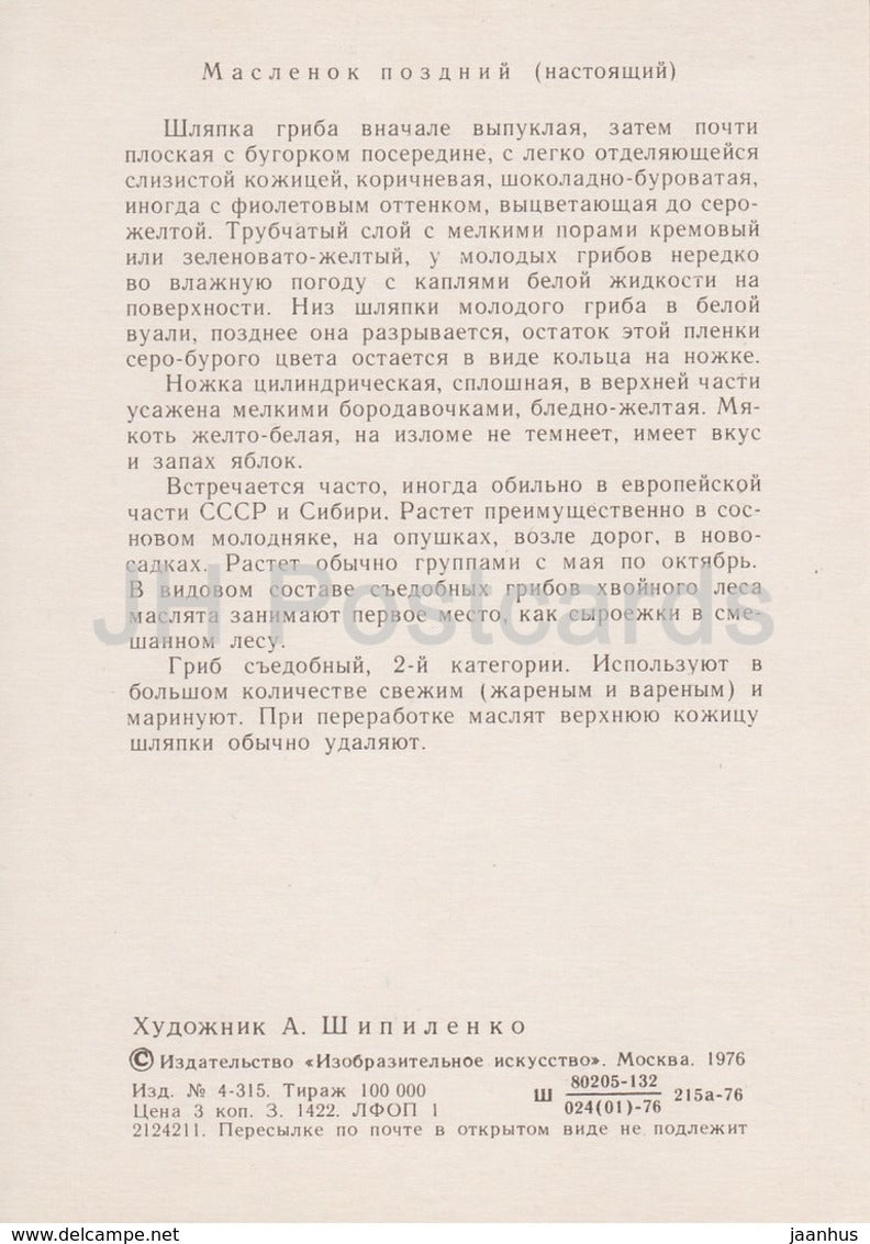 Slippery Jack mushroom - Suillus luteus - illustration by A. Shipilenko - Mushrooms - 1976 - Russia USSR - unused - JH Postcards