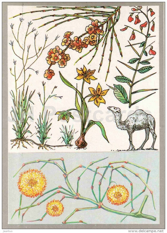 Calligonum - camel-thorn - Gagea - camel - Desert Plants - Amazing Plants - 1989 - Russia USSR - unused - JH Postcards