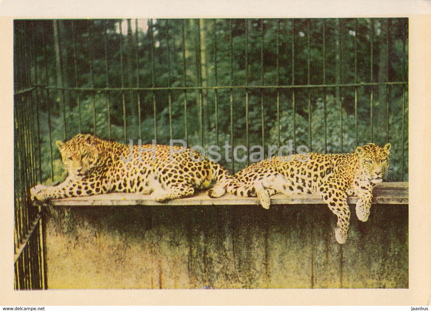 Riga Zoo - Leopard - Panthera pardus - Latvia USSR - unused - JH Postcards