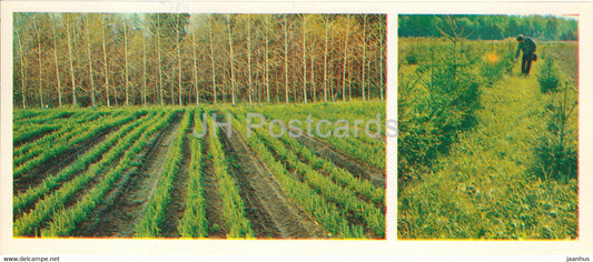 forest plantation - Forest Wealth - 1981 - Russia USSR - unused - JH Postcards
