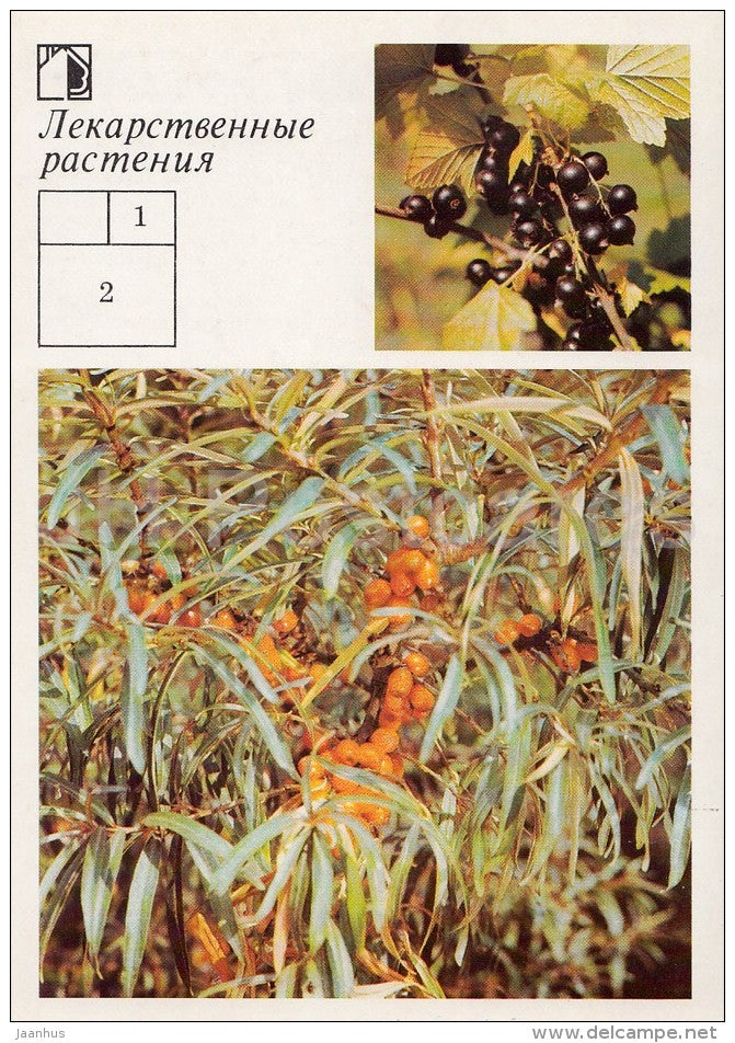 Black Currant - Seaberry - Medicinal Plants - Herbs - 1988 - Russia USSR - unused - JH Postcards