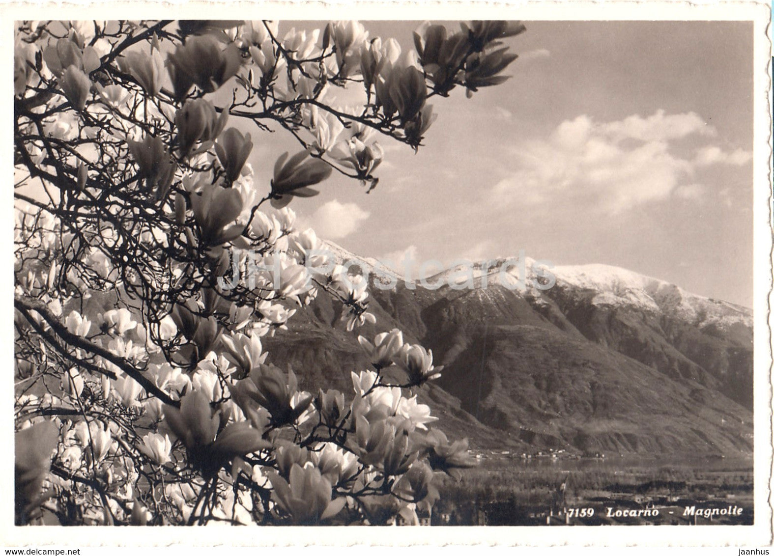 Locarno - Magnolie - 7159 - old postcard - 1933 - Switzerland - unused - JH Postcards