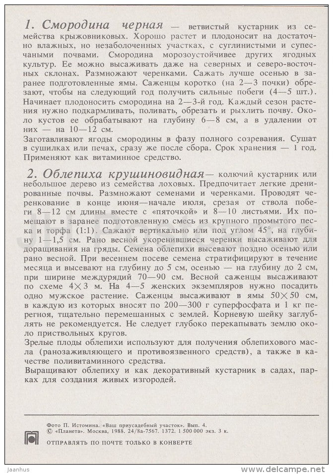 Black Currant - Seaberry - Medicinal Plants - Herbs - 1988 - Russia USSR - unused - JH Postcards