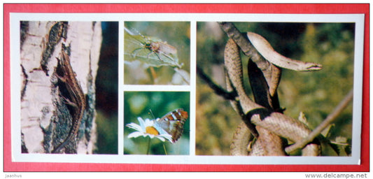 lizard - butterfly - insect - snake - Tsentralno-Lesnoy Nature Reserve - 1979 - USSR Russia - unused - JH Postcards