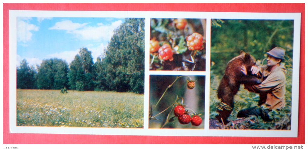 bear - berries - raspberry - strawberry - Tsentralno-Lesnoy Nature Reserve - 1979 - USSR Russia - unused - JH Postcards