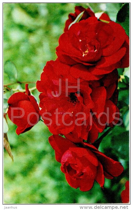 Lili Marleen - flowers - Roses - Russia USSR - 1973 - unused - JH Postcards