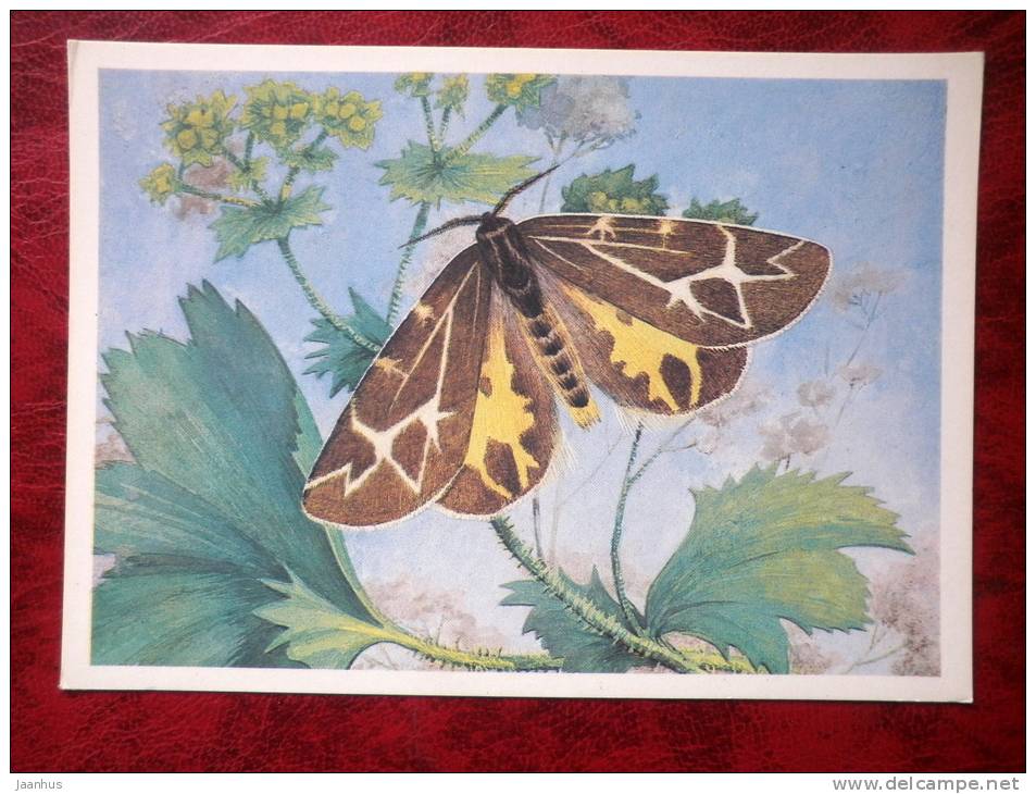 Micrarctia buraetica - butterflies - 1986 - Russia - USSR - unused - JH Postcards