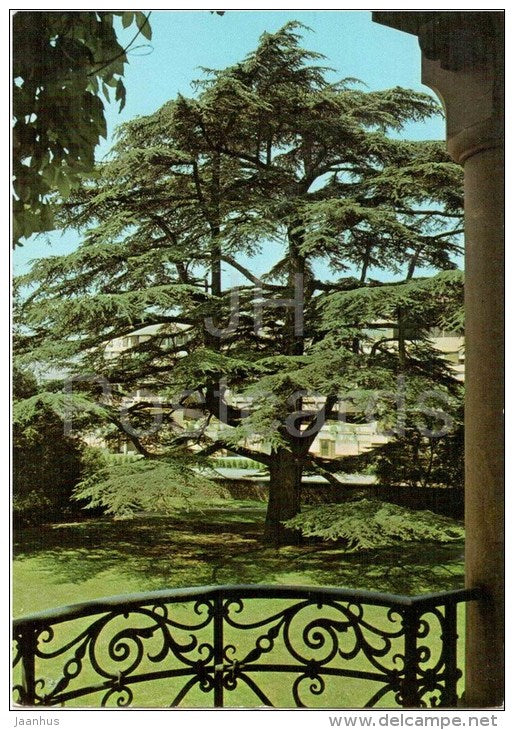 Weinheim an der Bergstrasse - Libanonzeder im Schlosspark - cedar - 694 - Germany - gelaufen - JH Postcards