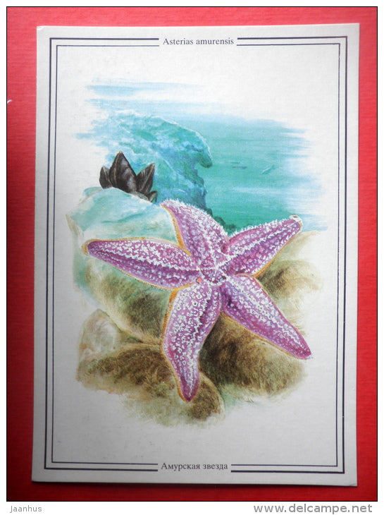Northern Pacific seastar , Japanese common starfish  Asterias amurensis - Sealife - 1989 - Russia USSR - unused - JH Postcards