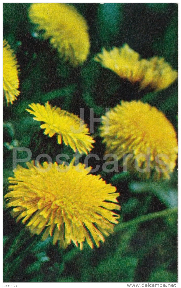 Dandelion - Taraxacum - flower - Flowers of Russia - 1972 - Russia USSR - unused - JH Postcards