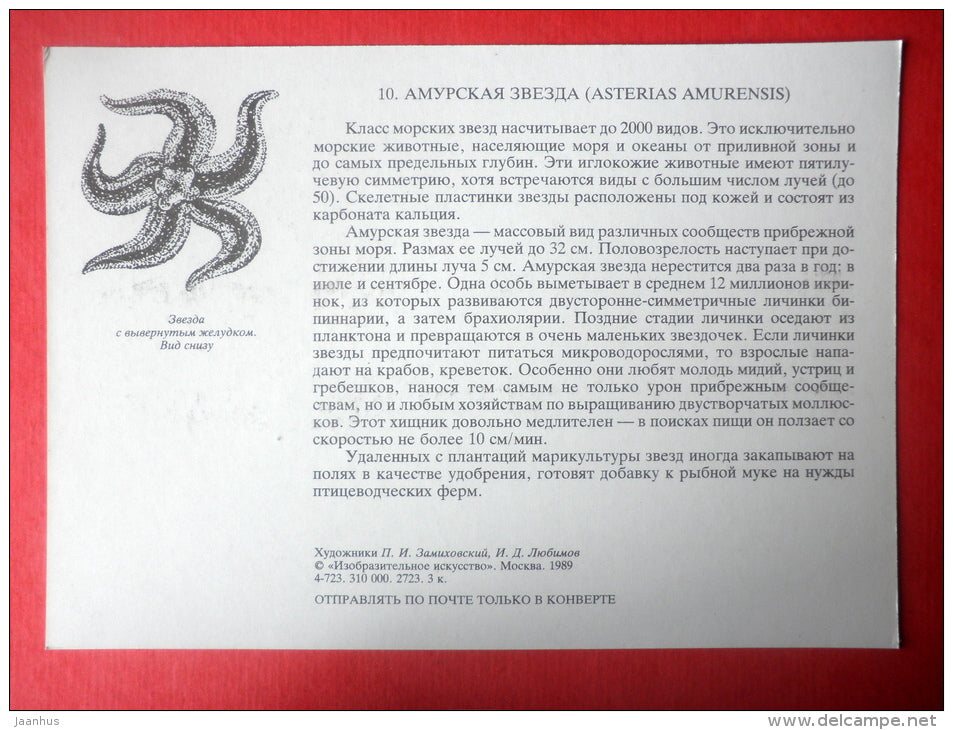 Northern Pacific seastar , Japanese common starfish  Asterias amurensis - Sealife - 1989 - Russia USSR - unused - JH Postcards