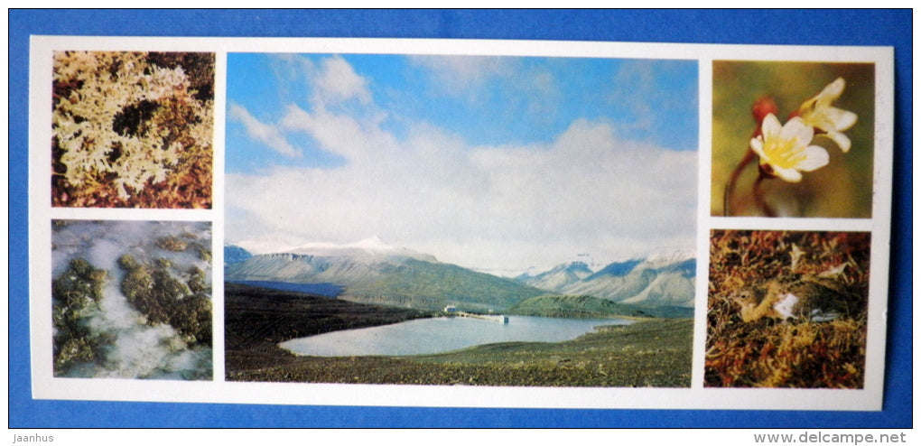 summer in Spitsbergen - flower - plants - On the polar Spitsbergen - 1978 - Norway - unused - JH Postcards