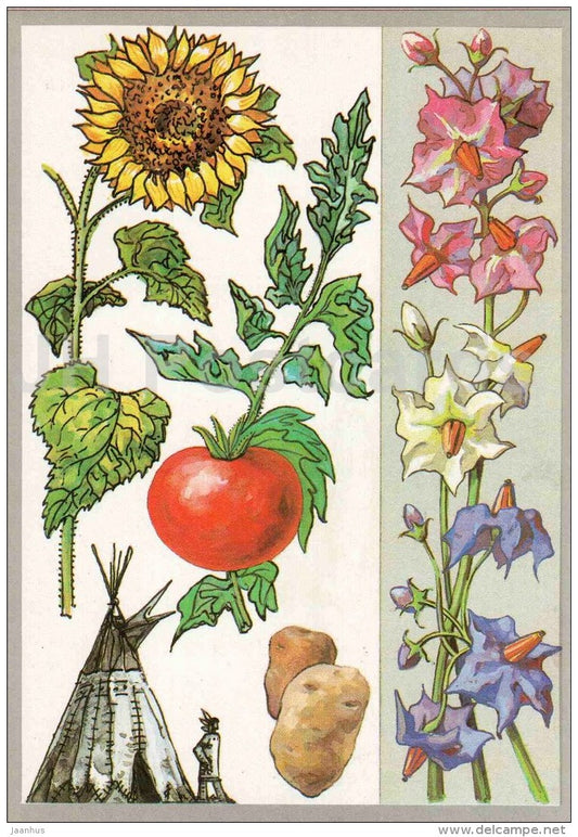 potato - sunflower - tomato - Plants Immigrants - Amazing Plants - 1989 - Russia USSR - unused - JH Postcards