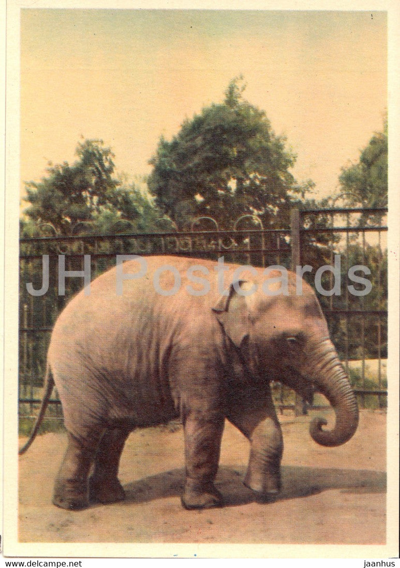 Indian elephant - Moscow Zoo - 1963 - Russia USSR - unused - JH Postcards