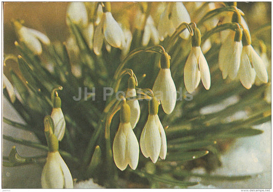 8 March International Women's Day greeting card - snowdrops - flowers - 1983 - Estonia USSR - used - JH Postcards