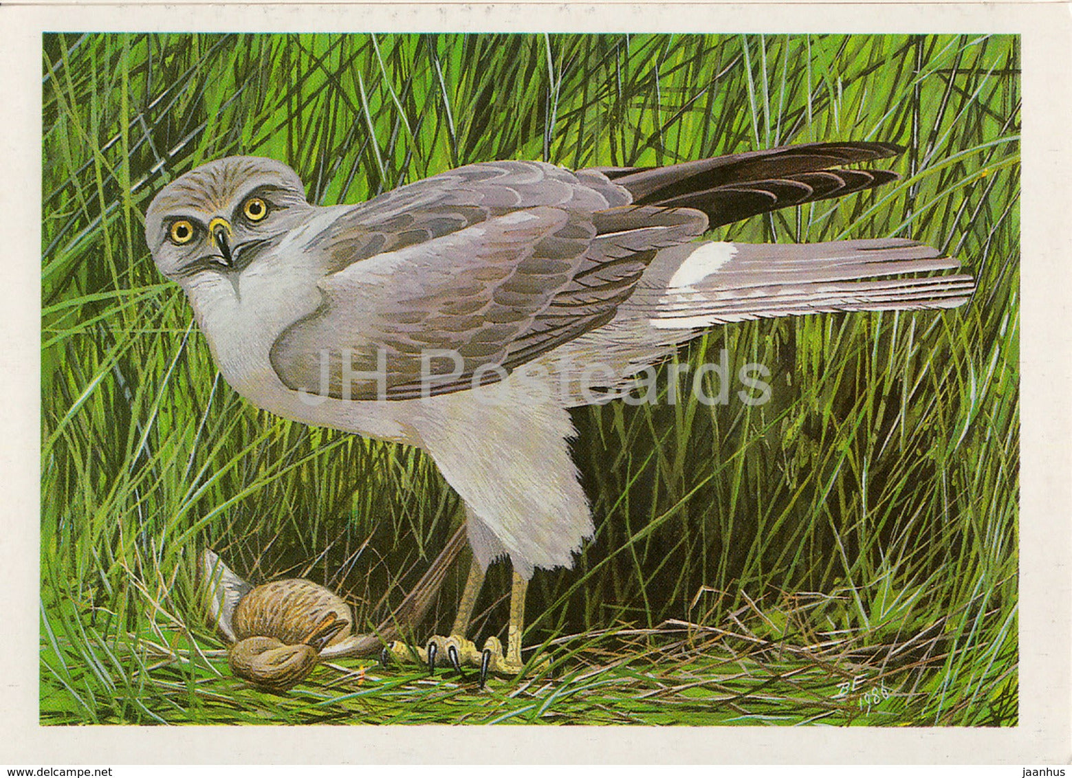 Hen harrier - Circus cyaneus - birds - 1987 - Russia USSR - unused