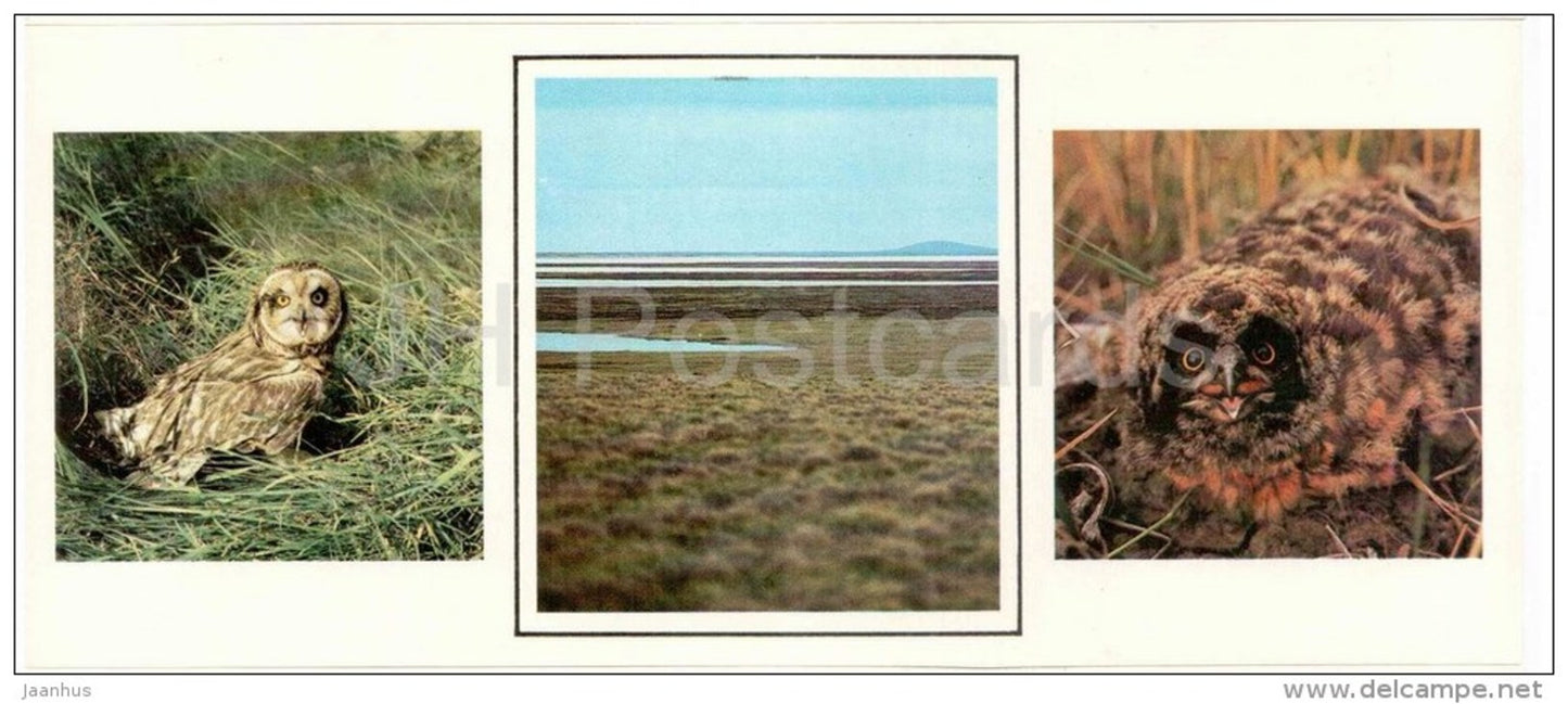 Short-eared owl , Asio flammeus - birds - 1986 - Russia USSR - unused - JH Postcards