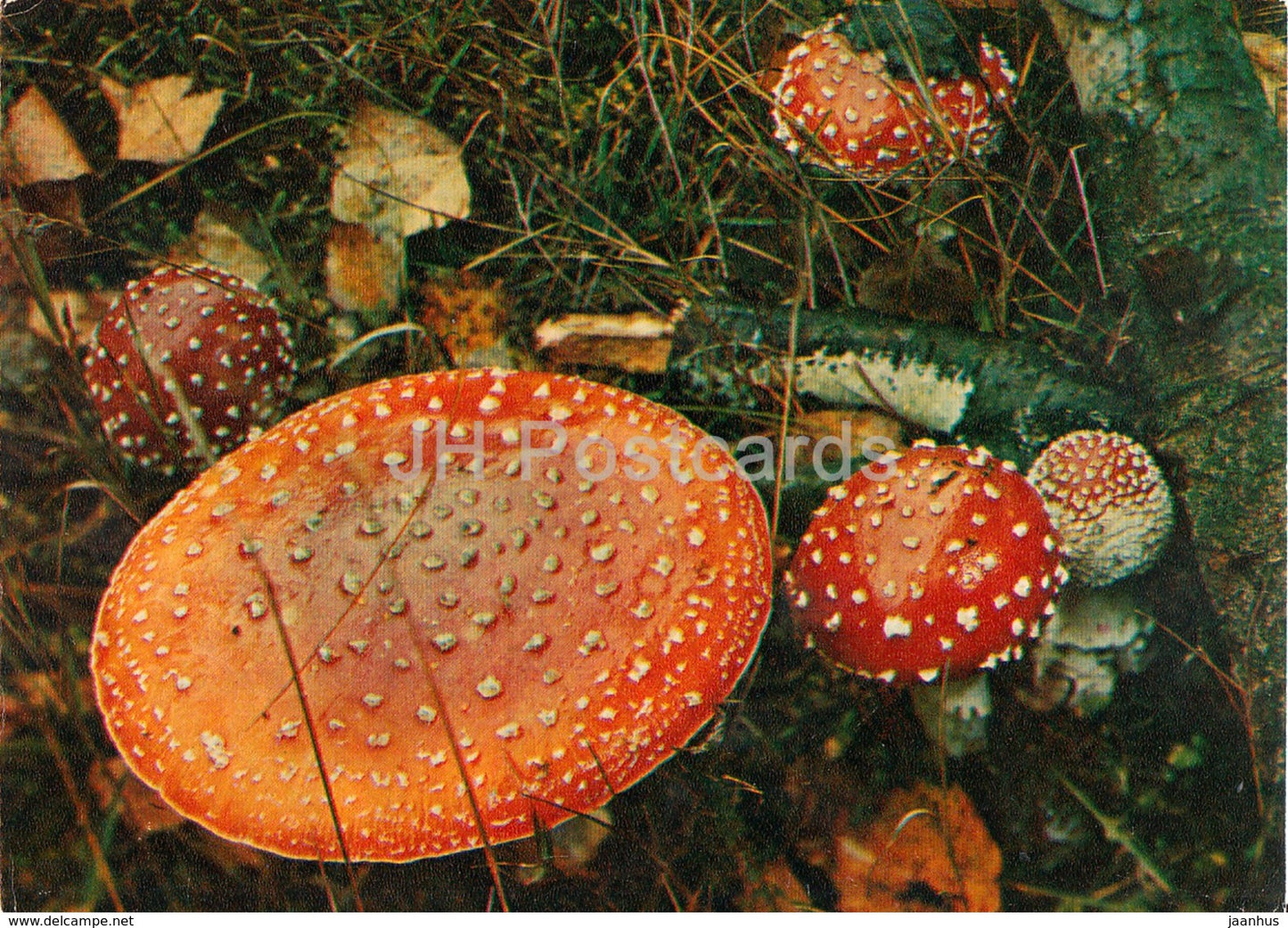 Fly agaric - Amanita muscaria - Mushrooms - 1980 - Russia USSR - unused - JH Postcards