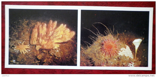 Purple Sunstar - Solaster endeca - Phakellia - Tealia felina - starfish - 1980 - Russia USSR - unused - JH Postcards