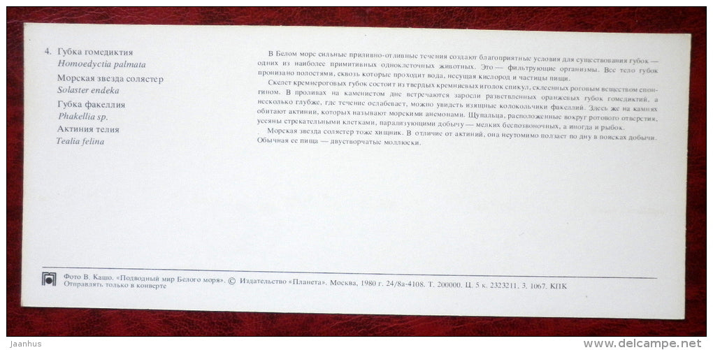Purple Sunstar - Solaster endeca - Phakellia - Tealia felina - starfish - 1980 - Russia USSR - unused - JH Postcards