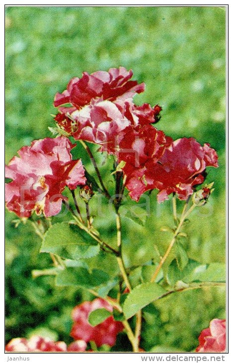 Van Nes - flowers - Roses - Russia USSR - 1973 - unused - JH Postcards