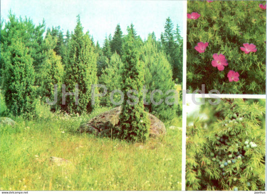 Bloody geranium - Geranium sanguineum - Common Juniper - Juniperus communis - plants - 1977 - Estonia USSR - unused - JH Postcards