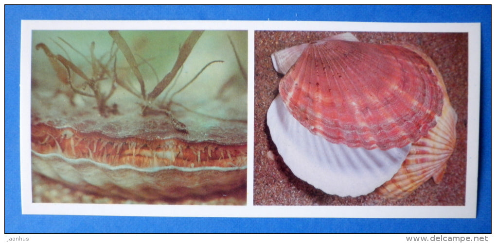 Yesso scallop , Patinopecten yessoensis - shells - Japanese sea - 1977 - Russia USSR - unused - JH Postcards