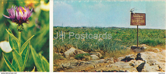 Knapweed - flowers - plants - Tundra in bloom - 1973 - Russia USSR - unused - JH Postcards
