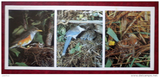 Kedrovaya Pad Nature Reserve - birds , Vinous-throated Parrotbill , Grey-backed Thrush - 1984 - Russia USSR - unused - JH Postcards