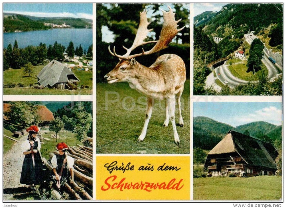 Grüsse aus dem Schwarzwald - hirsch - deer - EUROPA CEPT - Germany - 1972 gelaufen - JH Postcards