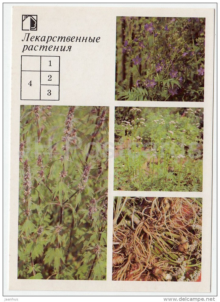 Jacob's Ladder - Valerian - Common motherwort - Medicinal Plants - Herbs - 1988 - Russia USSR - unused - JH Postcards