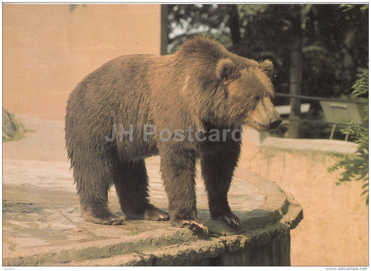 Kodiak bear - Ursus arctos middendorffi - animals - Zoo - Czechoslovakia - unused - JH Postcards