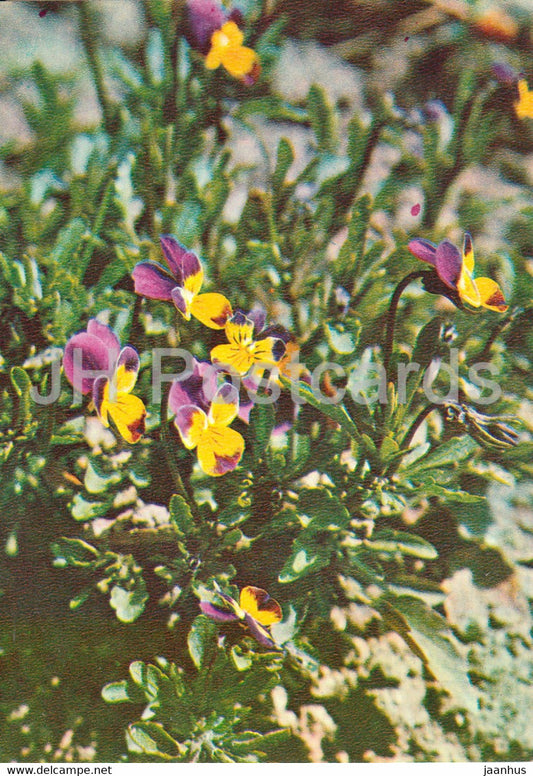 Wild pansy - Viola tricolor - Medicinal Plants - 1981 - Russia USSR - unused - JH Postcards