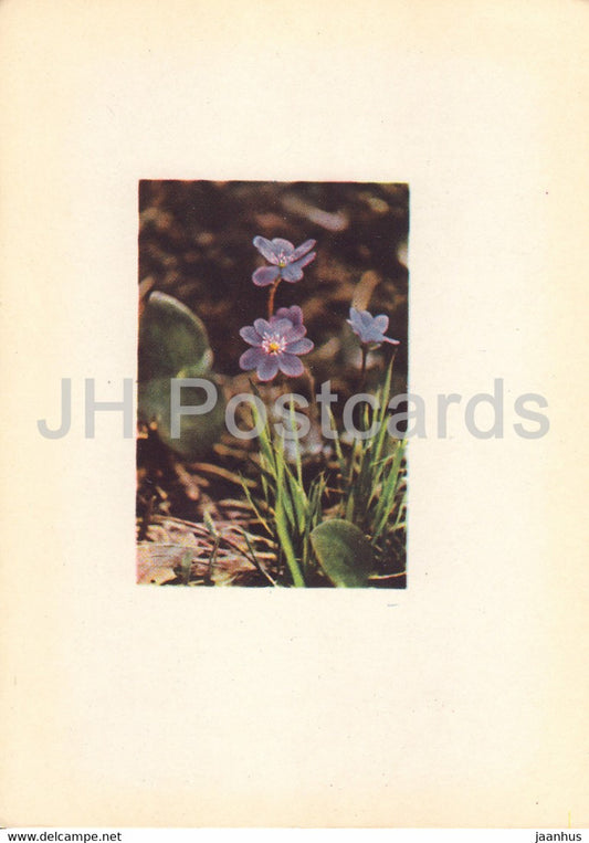 Liverwort - Hepatica nobilis - Anemone hepatica - plants - flowers - Latvia USSR - unused - JH Postcards