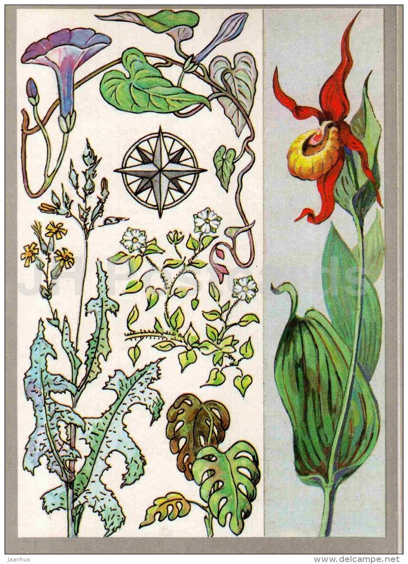 lettuce - monstera - wood louse - Morning Glory - Indicator Plants - Amazing Plants - 1989 - Russia USSR - unused - JH Postcards