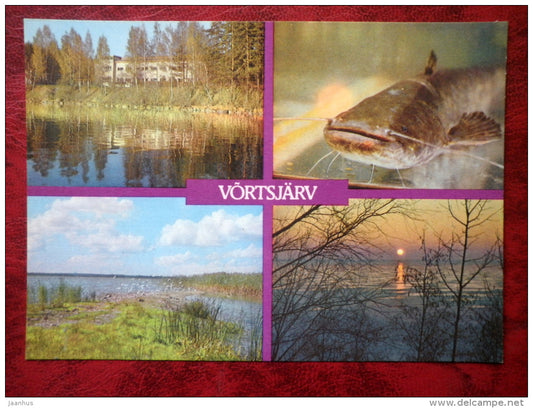 Lake Võrtsjärv - Limnology Station - Wels catfish - Silurus glanis - 1988 - Estonia - USSR - unused - JH Postcards