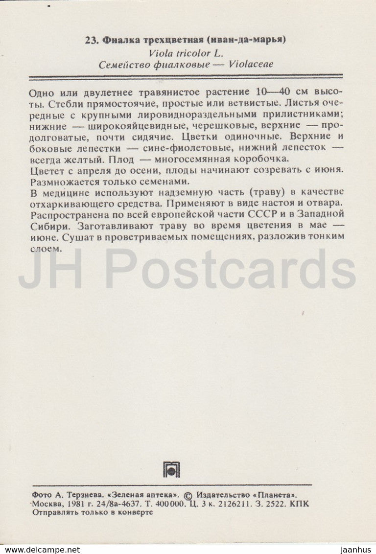 Wildes Stiefmütterchen - Viola tricolor - Heilpflanzen - 1981 - Russland UdSSR - unbenutzt