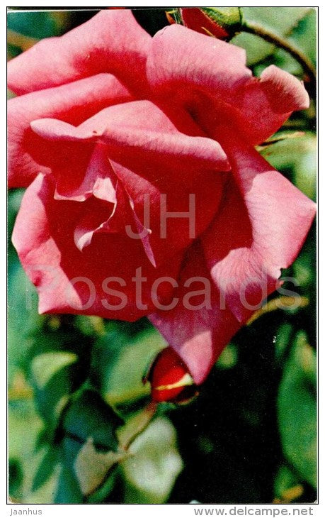 Clementine - flowers - Roses - Russia USSR - 1973 - unused - JH Postcards