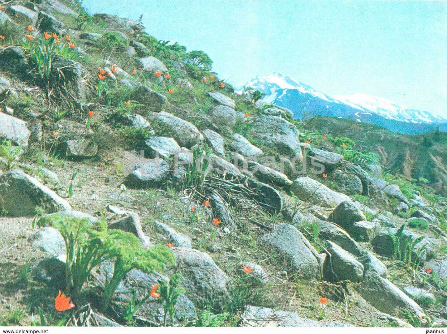 Alam Tulips - flowers - Nature Trails - 1981 - Uzbekistan USSR - unused - JH Postcards