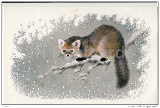 illustration by A. Isakov - Sable - animal - 1978 - Russia USSR - used - JH Postcards
