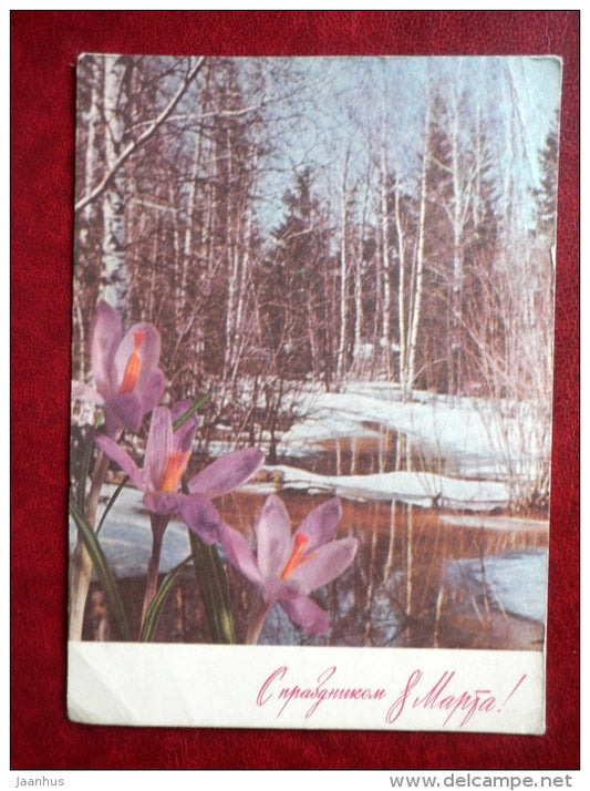 8 March Greeting Card - birch forest - crocus - flowers - 1971 - Russia USSR - used - JH Postcards