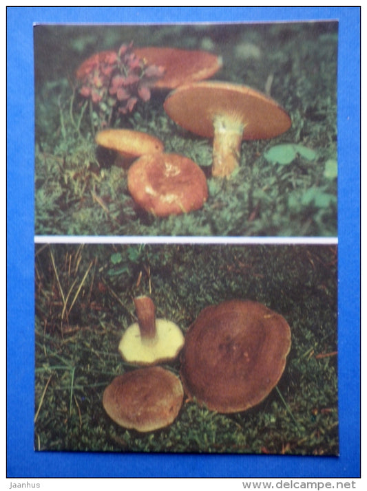 Lactarius necator - Coconut Scented Milk Cap - Lactarius glyciosmus - mushrooms - 1976 - Estonia USSR - unused - JH Postcards