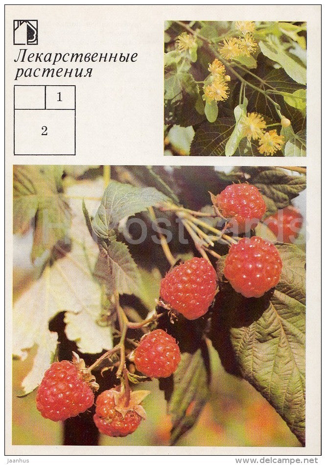 large-leaved lime - Raspberry - Medicinal Plants - Herbs - 1988 - Russia USSR - unused - JH Postcards