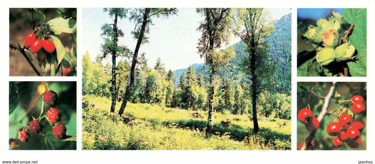 Teberda Nature Reserve - Autumn - berries - hazelnut - raspberry - mountain ash - 1982 - Russia USSR - unused - JH Postcards