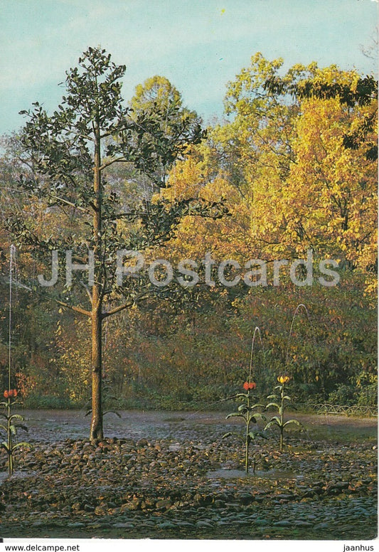 Petrodvorets - The Oak and Tulips trick fountains - fountains - 1983 - Russia USSR - unused - JH Postcards