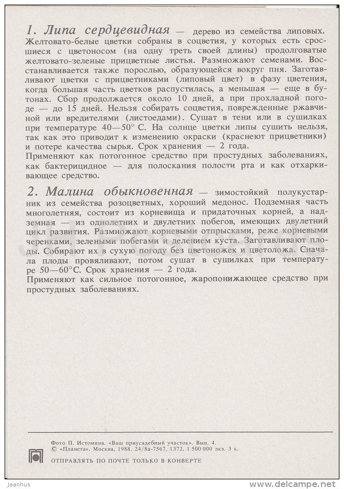 large-leaved lime - Raspberry - Medicinal Plants - Herbs - 1988 - Russia USSR - unused - JH Postcards
