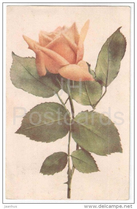 Greeting Card - Yellow Rose - flowers - old postcard - circulated in Estonia Tapa 1938 - JH Postcards