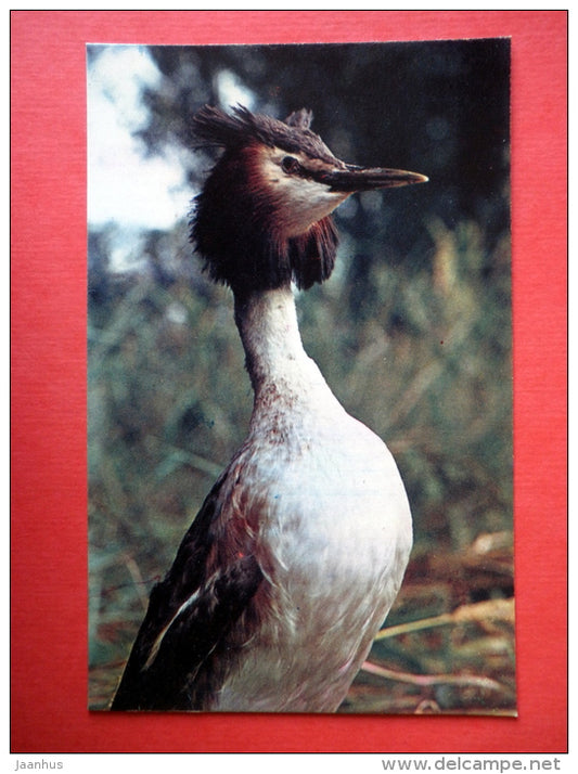 Great Crested Grebe , Podiceps cristatus - birds - delta of Volga river - 1969 - USSR Russia - unused - JH Postcards
