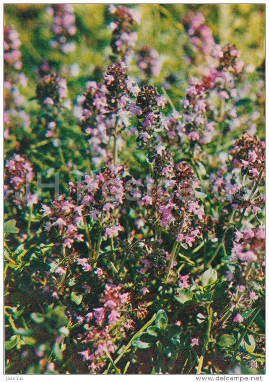 Breckland thyme - Thymus serpyllum - Medicinal Plants - Herbs - 1980 - Russia USSR - unused - JH Postcards